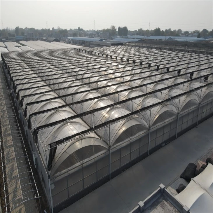 Multi Tunnel Greenhouse suppliers