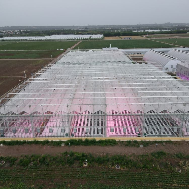 Venlo Style Greenhouse